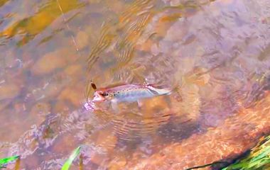 Ловля ручьевой форели на колебалки Instinkt в горной реке