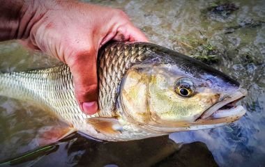 Крупный голавль на колебалку INSTINKT