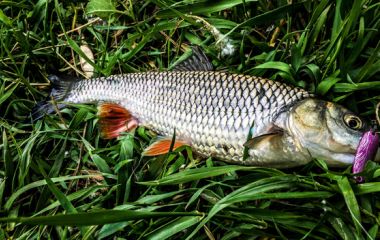 Голавль на колебалку Instinkt Quick в черте города